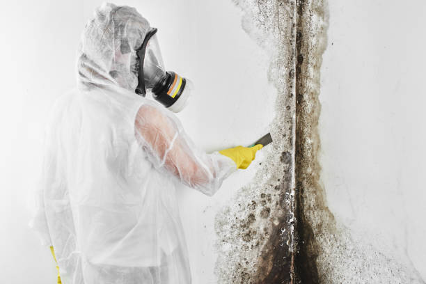 Best Toxic Mold Removal  in Alton, IL