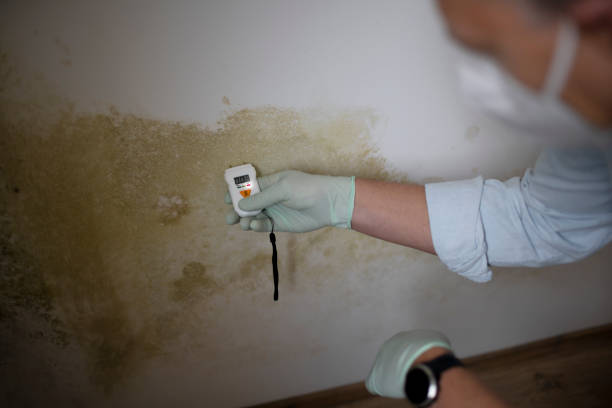Best Certified Mold Removal  in Alton, IL