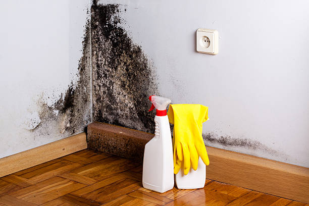 Best Office Mold Removal Services  in Alton, IL
