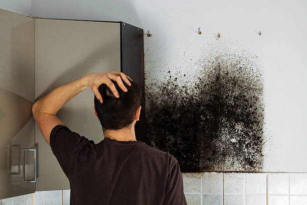 Best Crawl Space Mold Removal  in Alton, IL